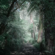 Enchanted Forest Meditation